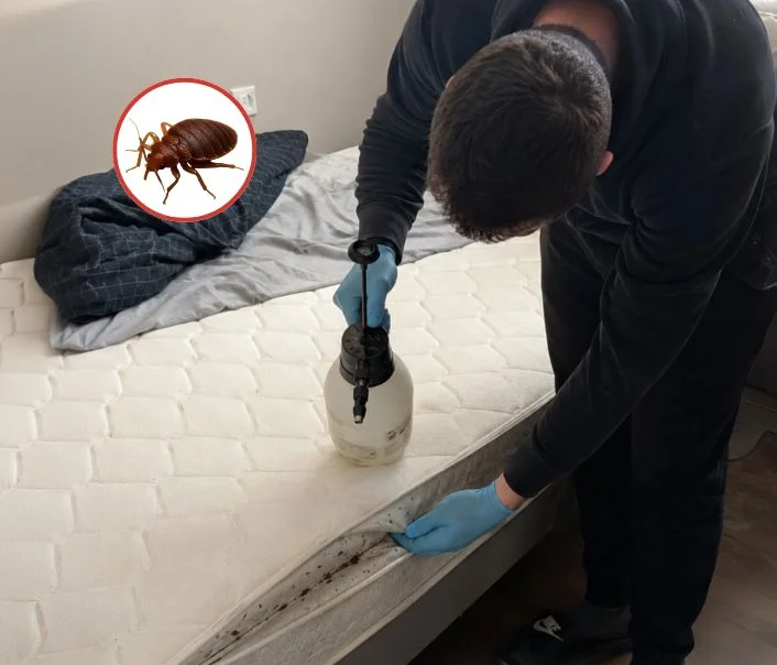 Technicien traitant un matelas contre les punaises de lit à Mespuits